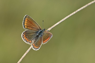 BUITEN BEELD Foto: 344652