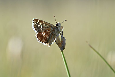 BUITEN BEELD Foto: 344659