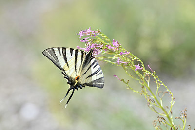 BUITEN BEELD Foto: 344662