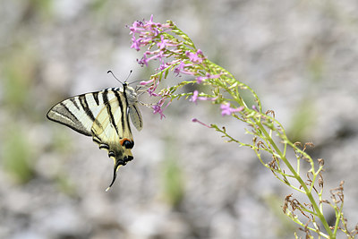 BUITEN BEELD Foto: 344666