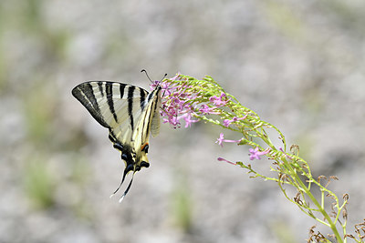 BUITEN BEELD Foto: 344667