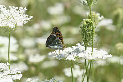 BUITEN BEELD Foto: 344669