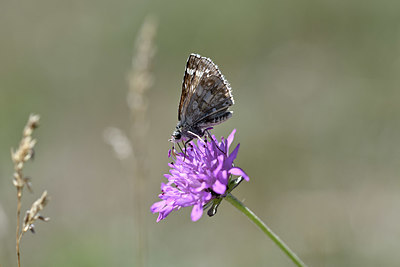 BUITEN BEELD Foto: 344670