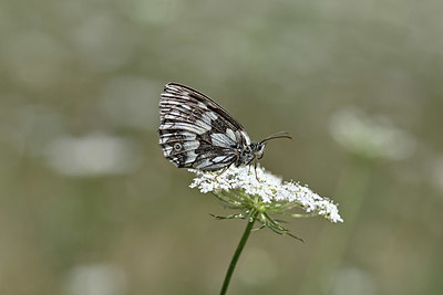 BUITEN BEELD Foto: 344672