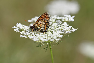 BUITEN BEELD Foto: 344674