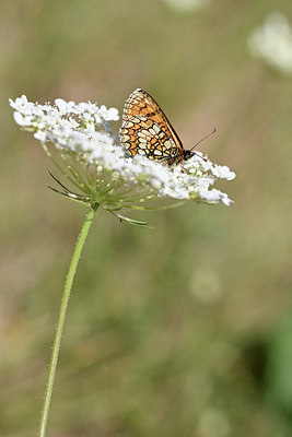 BUITEN BEELD Foto: 344675