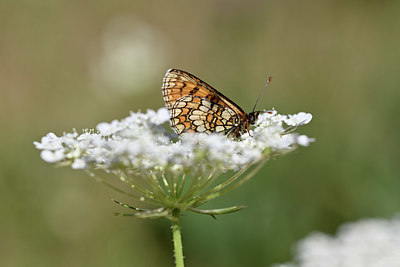 BUITEN BEELD Foto: 344676