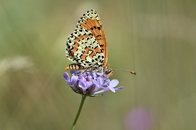 BUITEN BEELD Foto: 344677
