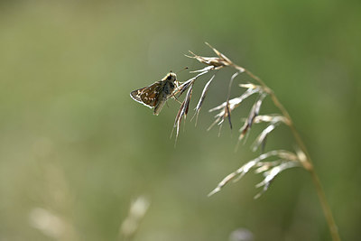 BUITEN BEELD Foto: 344681