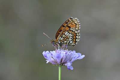 BUITEN BEELD Foto: 344683