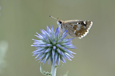 BUITEN BEELD Foto: 344684