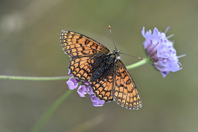 BUITEN BEELD Foto: 344686