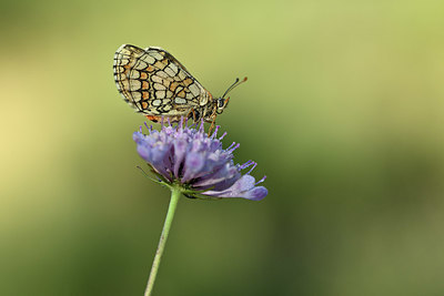 BUITEN BEELD Foto: 344690