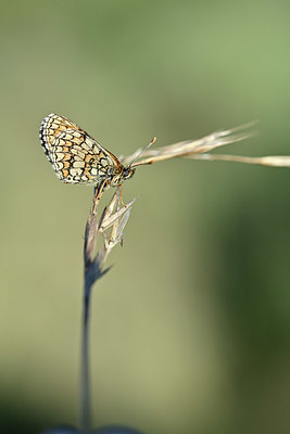 BUITEN BEELD Foto: 344694