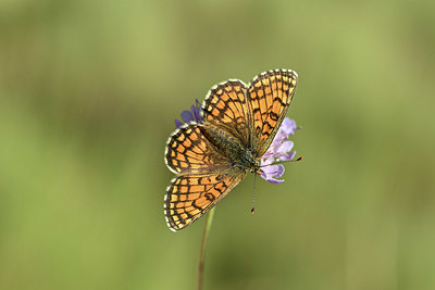 BUITEN BEELD Foto: 344695