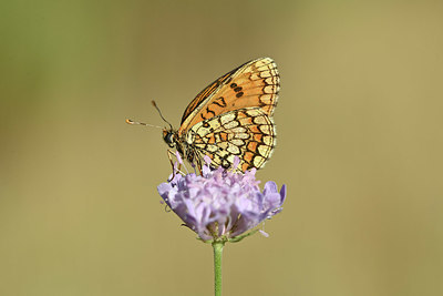 BUITEN BEELD Foto: 344700