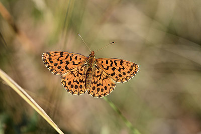 BUITEN BEELD Foto: 344704
