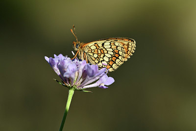 BUITEN BEELD Foto: 344708