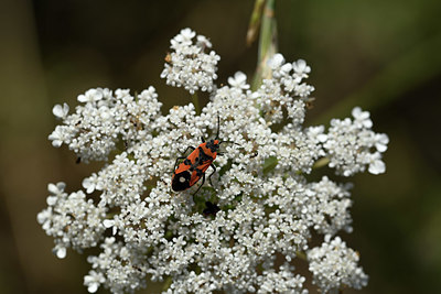 BUITEN BEELD Foto: 344712