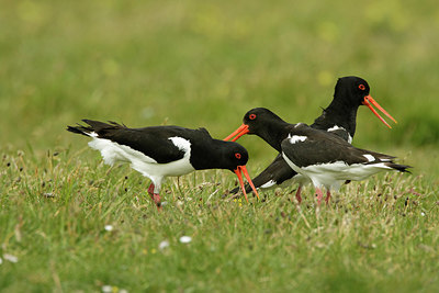 BUITEN BEELD Foto: 344714