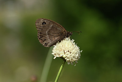 BUITEN BEELD Foto: 344715