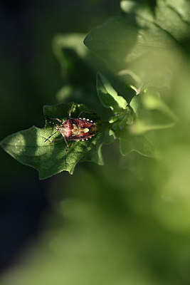 BUITEN BEELD Foto: 344718
