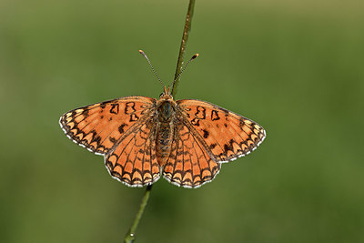 BUITEN BEELD Foto: 344722