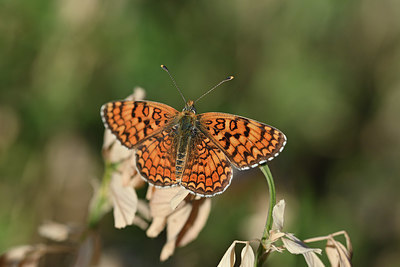 BUITEN BEELD Foto: 344725