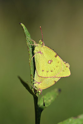 BUITEN BEELD Foto: 344730