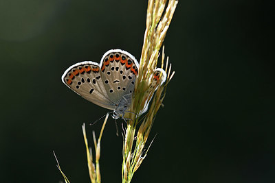 BUITEN BEELD Foto: 344734