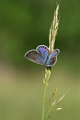 BUITEN BEELD Foto: 344735