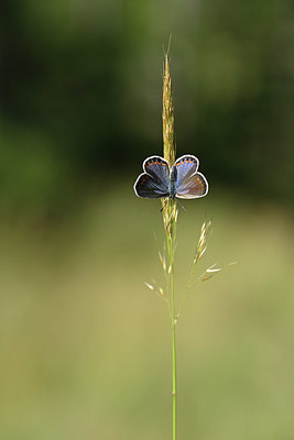 BUITEN BEELD Foto: 344736