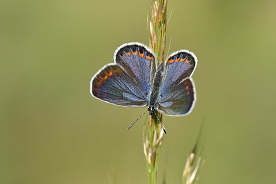 BUITEN BEELD Foto: 344739