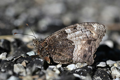 BUITEN BEELD Foto: 344745