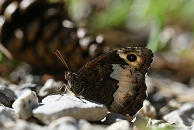 BUITEN BEELD Foto: 344746