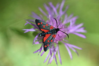 BUITEN BEELD Foto: 344747