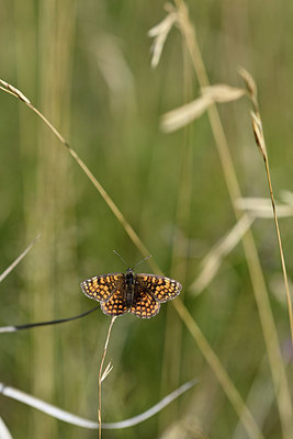 BUITEN BEELD Foto: 344752