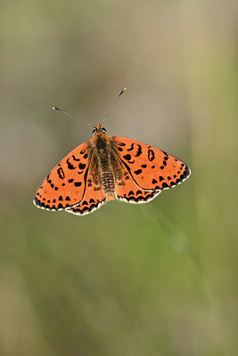 BUITEN BEELD Foto: 344753