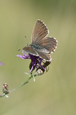 BUITEN BEELD Foto: 344756