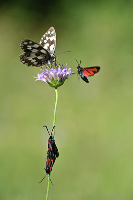 BUITEN BEELD Foto: 344758