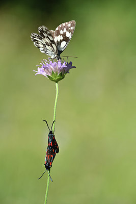 BUITEN BEELD Foto: 344759