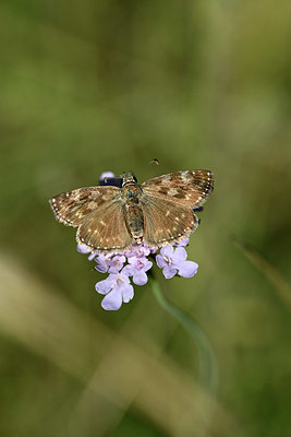 BUITEN BEELD Foto: 344763