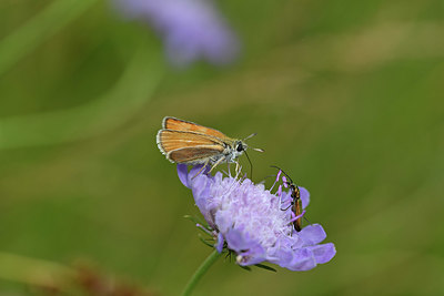 BUITEN BEELD Foto: 344765