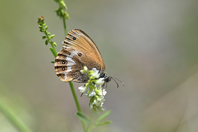 BUITEN BEELD Foto: 344769