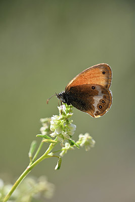 BUITEN BEELD Foto: 344772