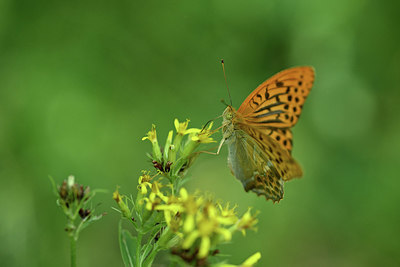 BUITEN BEELD Foto: 344778