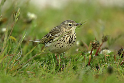 BUITEN BEELD Foto: 344788