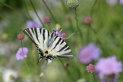 BUITEN BEELD Foto: 344791