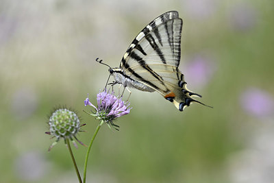 BUITEN BEELD Foto: 344794