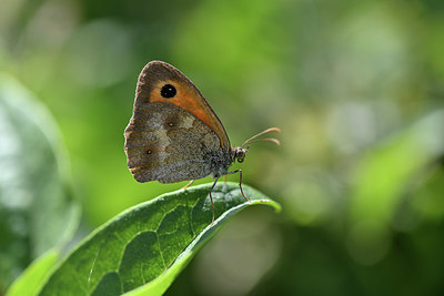 BUITEN BEELD Foto: 344805